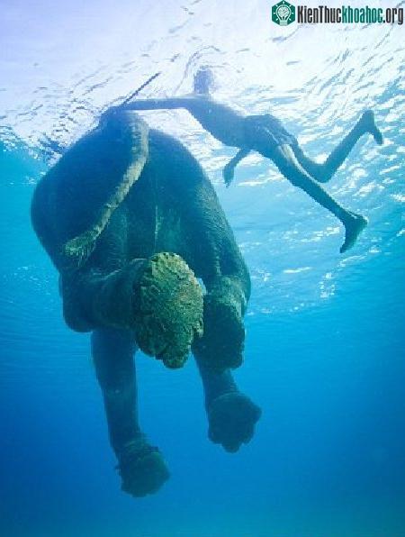 Gặp con voi biết bơi duy nhất trên thế giới ảnh 2