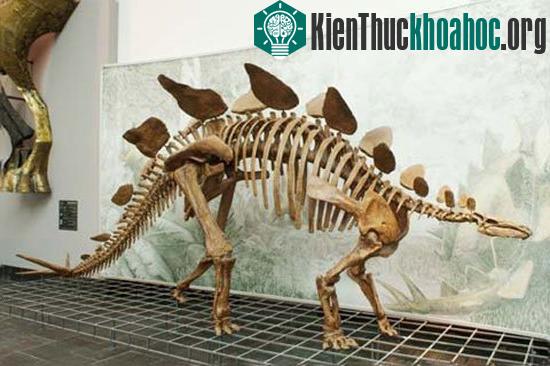 Clip: Dạo chơi cùng khủng long ảnh 2