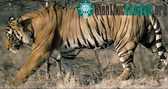 Những động vật đang “đối mặt” với nguy cơ tuyệt chủng ảnh 2