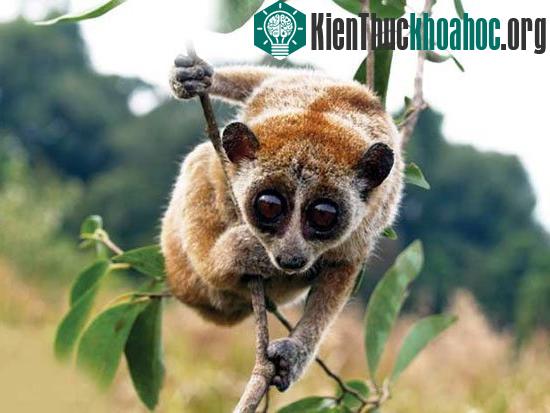Cu li nhỏ Nycticebus pygmaeus lông mềm mại màu hung nâu, xen kẽ ít lông trắng bạc