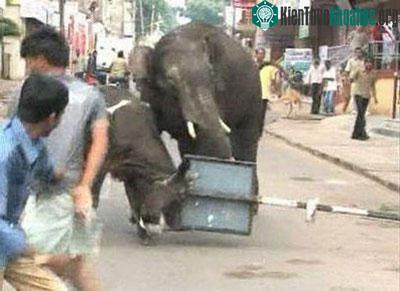 Voi Ấn Độ tấn công người ngay trên phố