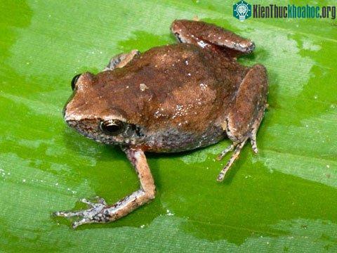 Ếch Arthroleptis pyrrhoscelis