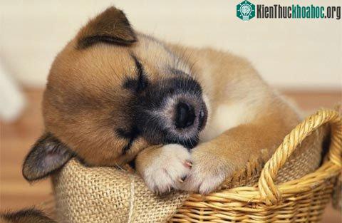 Chó có 5 ngón ở các chân trước