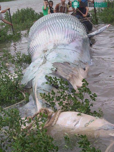 Thả con rùa quý hiếm về biển ảnh 2