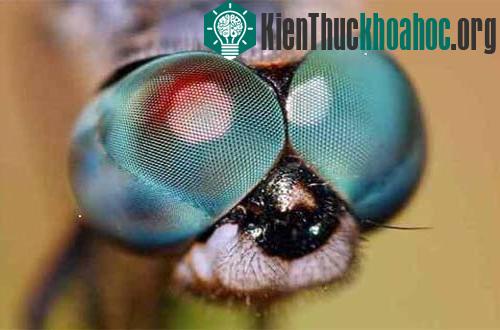 Những cặp mắt dị thường nhất của động vật (I) ảnh 2