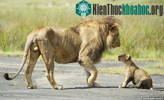 Sư tử con liều mình cãi lại bố bênh mẹ