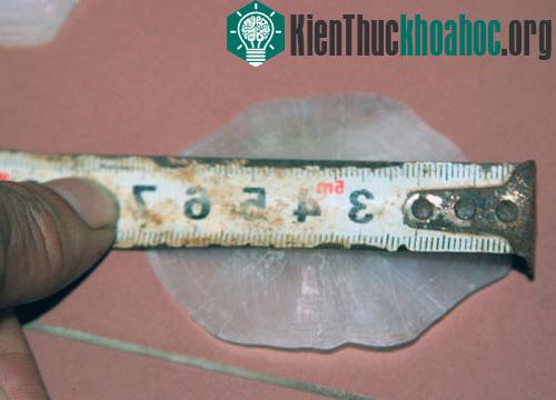 Mỗi chiếc vảy dài 7 cm.