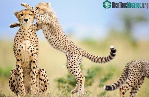 Ảnh đẹp động vật trong tuần ảnh 2
