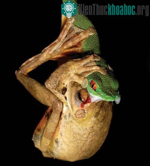 Phát hiện loài rắn lục có đôi mắt “hồng ngọc” ở Việt Nam ảnh 2