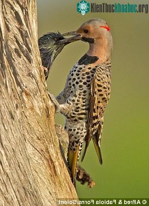 Chim sáo đá túm mỏ kẻ thù đuổi ra khỏi tổ ảnh 2