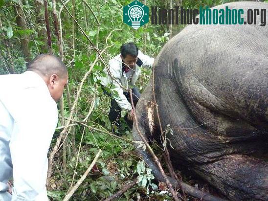Cận cảnh vết chém dã man giết chết voi Đà Lạt ảnh 2
