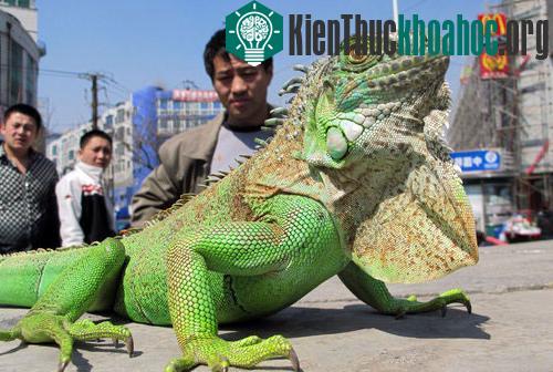 Cự đà xanh khổng lồ đi lại tự do trên phố ảnh 2