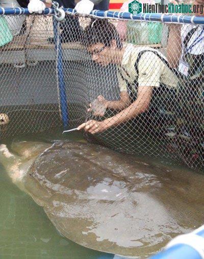 Cận cảnh chăm sóc Rùa trong bể nhân tạo ảnh 2