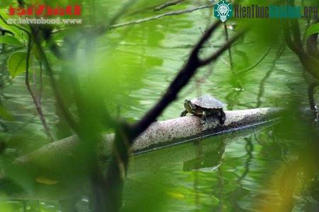 Điểm những hình ảnh thương tâm về Cụ rùa hồ Gươm ảnh 2