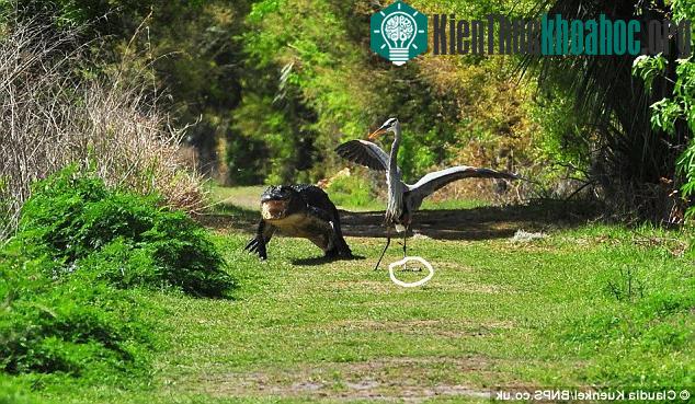 Chim diệc bị tấn công vì ... ‘trộm’ con của cá sấu ảnh 2
