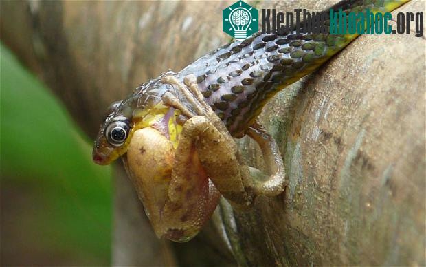 Khoảnh khắc ếch cây bị rắn nuốt chửng ảnh 2