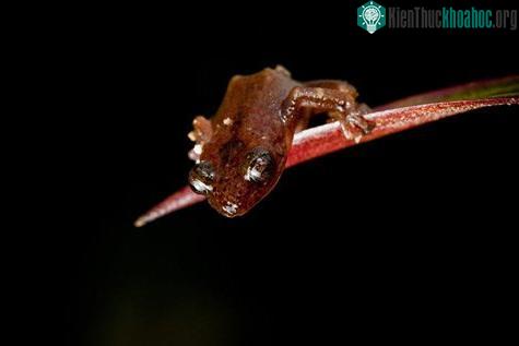 Tái phát hiện 6 loài ếch quý hiếm ảnh 2
