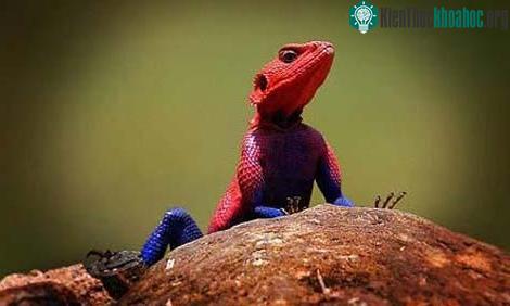 Những kẻ "lạc loài" trong tự nhiên ảnh 2
