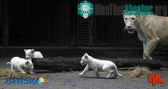 Quấn quít bên mẹ