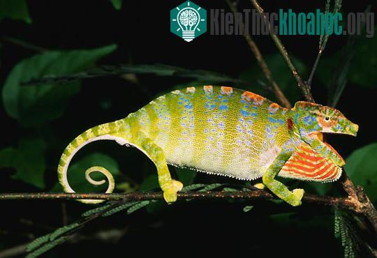 Các “dị nhân” trong tự nhiên ảnh 2