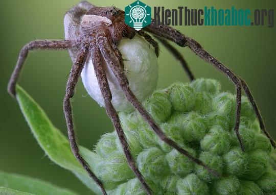 "Nghệ thuật ẩm thực" của giới động vật ảnh 2