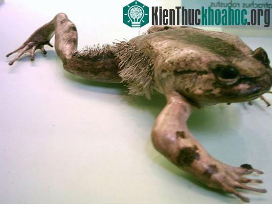 Những "bậc thầy" phòng vệ trong tự nhiên ảnh 2