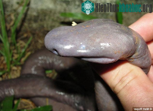 Loài atretochoana eiselti được phát hiện lần đầu tiên từ năm 1968