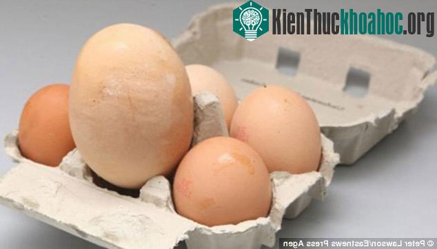 Quả trứng khổng lồ có trọng lượng 177 gram, lớn hơn 3 lần quả trứng bình thường