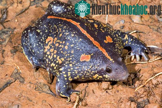 Cóc hang Rhinophrynus dorsalis
