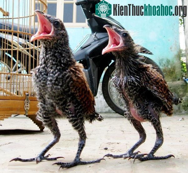 Con chim lạ mà anh Tùng bắt được