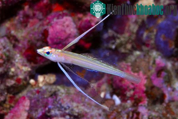 Cá Pteropsaron longipinnis