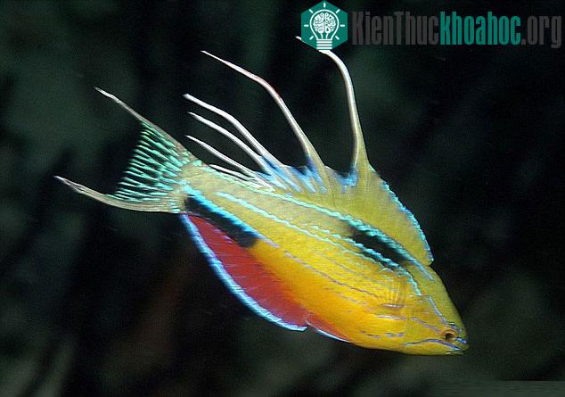 Loài cá phát ra tia sáng nhiều màu trong thời kỳ "yêu đương"