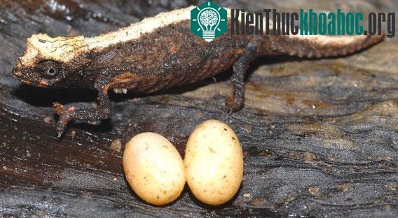 Tắc kè hoa Brookesia desperata cùng trứng của mình