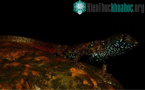 Thằn lằn Potamites montanicola sống nửa trên cạn nửa dưới nước