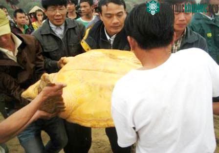 Chi cục Khai thác & BVNL Thủy sản cùng ngư dân đưa cụ rùa lên thuyền để ra biển thả lại.