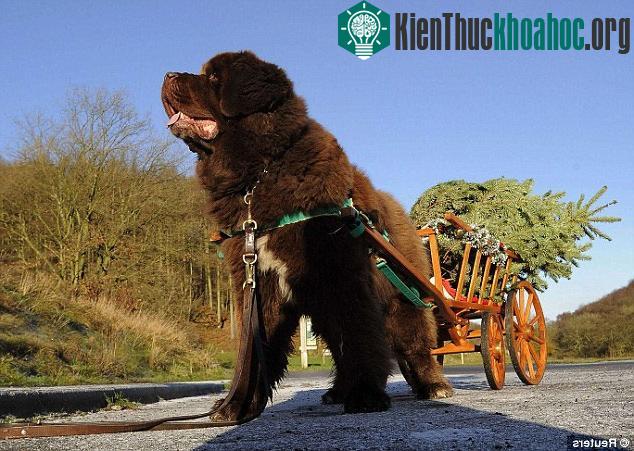 Chó Newfoundland giúp vận chuyển cây thông Noel cho quỹ từ thiện địa phương
