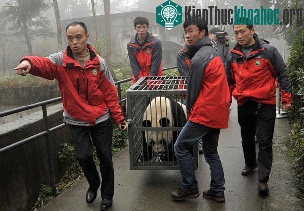 Đôi gấu trúc đang được đưa tới sân bay để chuyển lên máy bay - (Ảnh: mirror)