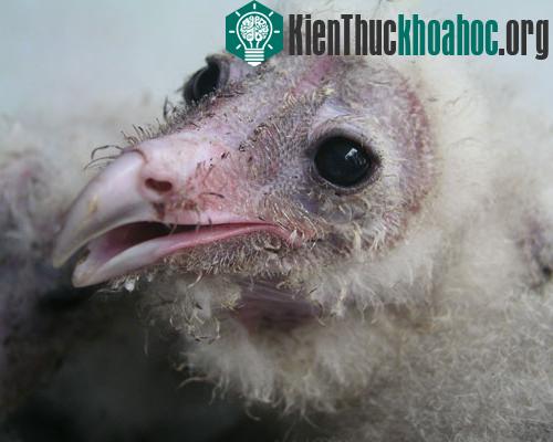 Tổ chim lạ khổng lồ trong nhà dân ảnh 2