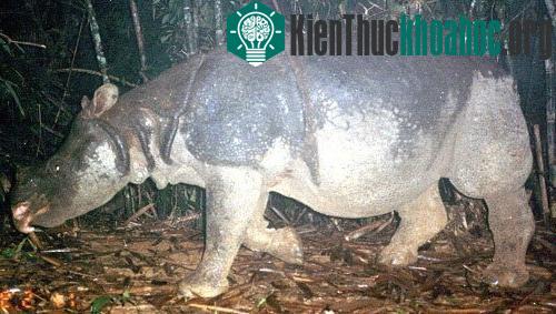 Hình ảnh tê giác một sừng bị bắn đạn ở chân ảnh 2