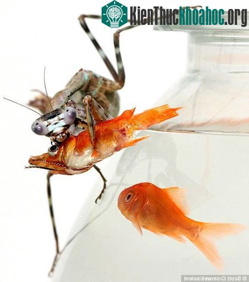 Bọ ngựa ăn thịt cá vàng