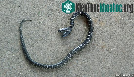 Ngoài ra nó còn mắc khuyết tật ở xương sống khiến việc ăn uống trở nên khó khăn