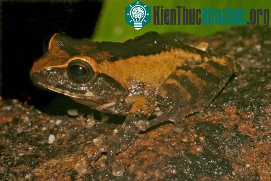 Ếch Raorchestes johnceei