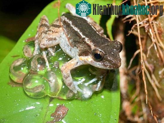Một loài ếch có răng nanh bảo vệ ổ trứng trên lá cây tại đảo Sulawesi. (Ảnh: National Geographic)