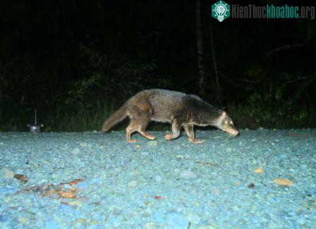 Tìm thấy loài rái cá lông mũi quý hiếm ở đảo Borneo ảnh 2