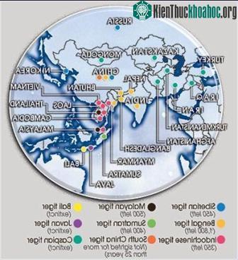 Myanmar thành lập khu bảo tồn hổ lớn nhất thế giới ảnh 2