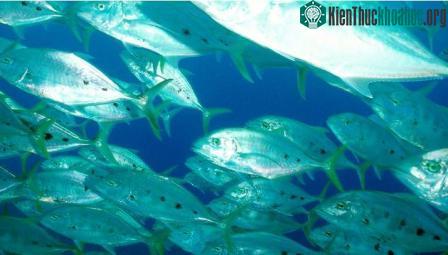 Lập kế hoạch bảo vệ đại dương ảnh 2