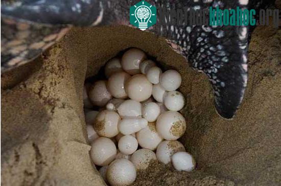 Loài rùa biển luýt khổng lồ ảnh 2