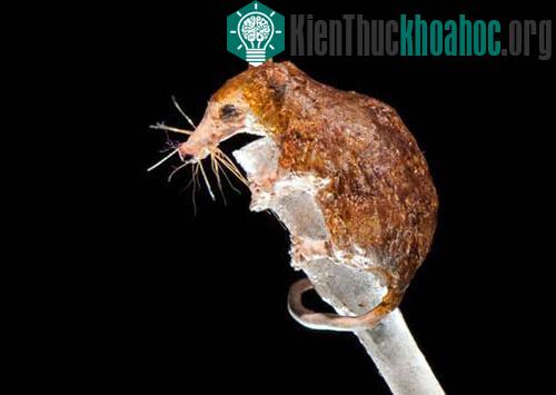 10 loài động vật có vú kỳ lạ ảnh 2