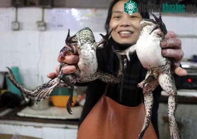 Phát hiện một con cóc có 5 chân ảnh 2