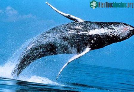 Những chuyến di cư vĩ đại ảnh 2